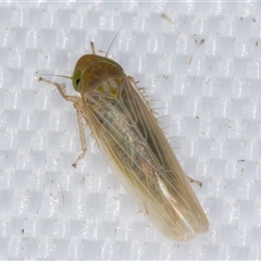 Nesoclutha phryne (Australian Grass Leafhopper) at Melba, ACT - 8 Mar 2025 by kasiaaus