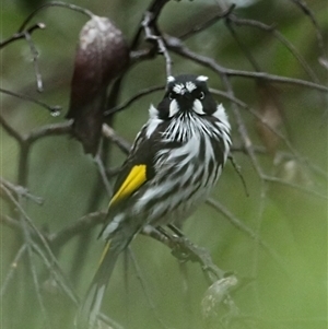 Phylidonyris novaehollandiae (New Holland Honeyeater) at Blackheath, NSW - 8 Mar 2025 by ScottandMandy