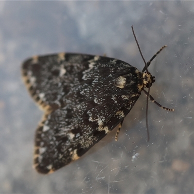 Halone coryphoea (Eastern Halone moth) at Hughes, ACT - 3 Mar 2025 by LisaH