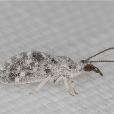 Heteroconis maculata (A dusky lacewing) at Melba, ACT - 8 Mar 2025 by kasiaaus