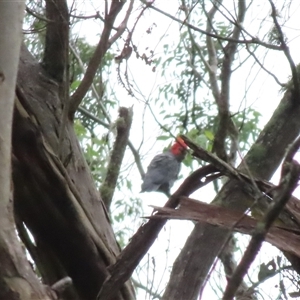 Callocephalon fimbriatum (Gang-gang Cockatoo) at Ganbenang, NSW - 8 Mar 2025 by ScottandMandy