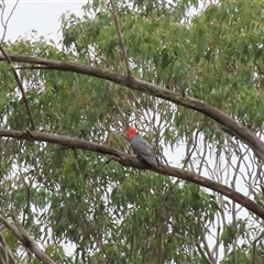 Callocephalon fimbriatum at Ganbenang, NSW - suppressed