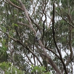 Callocephalon fimbriatum at Ganbenang, NSW - suppressed