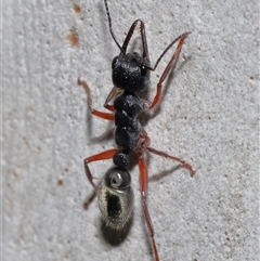 Myrmecia fulvipes (Red-legged Toothless bull ant) at Acton, ACT - 6 Mar 2025 by TimL