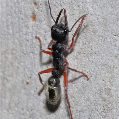 Myrmecia fulvipes (Red-legged Toothless bull ant) at Acton, ACT - 6 Mar 2025 by TimL