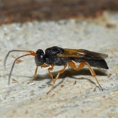 Unidentified Parasitic wasp (numerous families) at Acton, ACT - 6 Mar 2025 by TimL