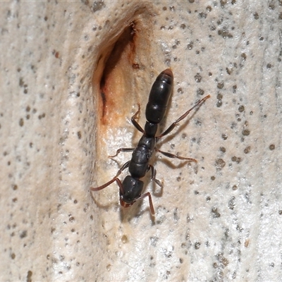 Unidentified Ant (Hymenoptera, Formicidae) at Acton, ACT - 6 Mar 2025 by TimL