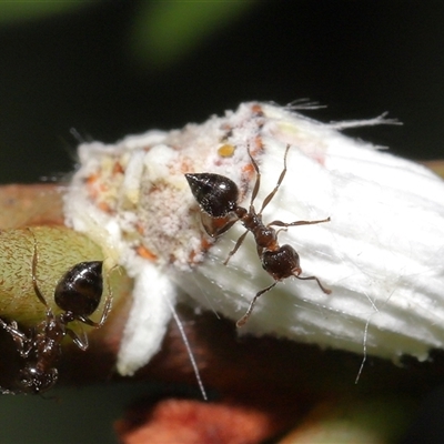 Unidentified Ant (Hymenoptera, Formicidae) by TimL