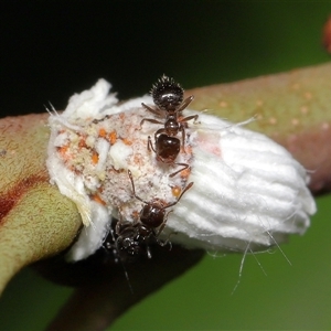 Crematogaster sp. (genus) at Acton, ACT - suppressed