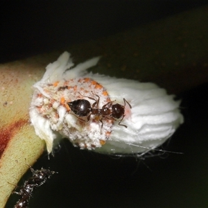 Crematogaster sp. (genus) at Acton, ACT - suppressed