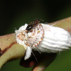 Crematogaster sp. (genus) at Acton, ACT - suppressed