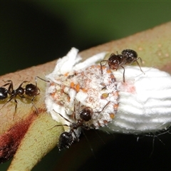 Crematogaster sp. (genus) at Acton, ACT - suppressed