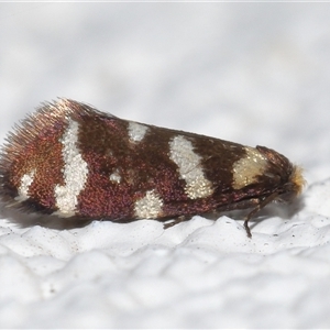 Lepidoscia confluens at Lawson, ACT - 6 Mar 2025 03:56 PM