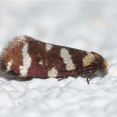 Lepidoscia confluens (A Case moth) at Lawson, ACT - 6 Mar 2025 by TimL