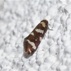 Lepidoscia confluens at Lawson, ACT - 6 Mar 2025 03:56 PM