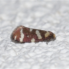 Lepidoscia confluens at Lawson, ACT - 6 Mar 2025 03:56 PM