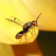 Chalcidoidea (superfamily) (A gall wasp or Chalcid wasp) at Acton, ACT - 8 Mar 2025 by TimL