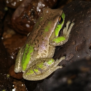 Litoria subglandulosa by lillianclementine