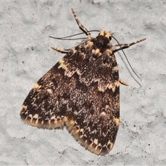 Halone coryphoea (Eastern Halone moth) at Acton, ACT - 8 Mar 2025 by TimL