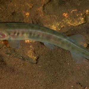 Galaxias sp. (genus) at Ebor, NSW - 1 Mar 2025 by lillianclementine