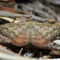 Scopula rubraria (Reddish Wave, Plantain Moth) at Yarralumla, ACT - Yesterday by TimL