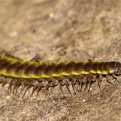 Unidentified Millipede (Diplopoda) by lillianclementine