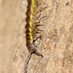 Unverified at suppressed - suppressed