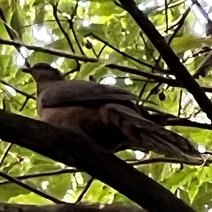 Macropygia phasianella (Brown Cuckoo-dove) at Bangalee, NSW - 8 Mar 2025 by JimL