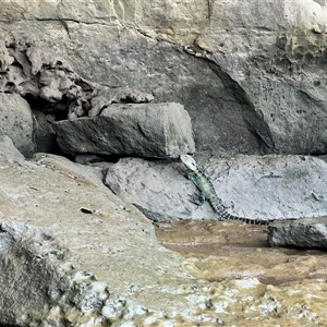 Intellagama lesueurii howittii at Bangalee, NSW - 9 Mar 2025 11:38 AM