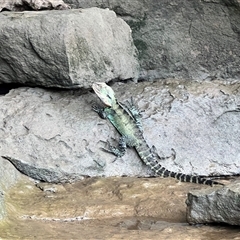 Intellagama lesueurii howittii at Bangalee, NSW - 9 Mar 2025 11:38 AM