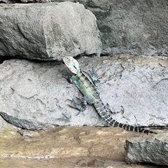 Intellagama lesueurii howittii at Bangalee, NSW - 9 Mar 2025 11:38 AM