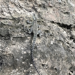 Amphibolurus muricatus at Bangalee, NSW - 9 Mar 2025 by JimL