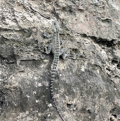 Amphibolurus muricatus at Bangalee, NSW - 9 Mar 2025 by JimL