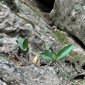 Dendrobium speciosum (Rock Lily) at Bangalee, NSW - 9 Mar 2025 by JimL