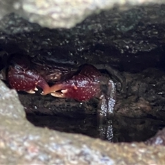 Unidentified Crab at Bangalee, NSW - 9 Mar 2025 by JimL