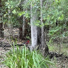 Platycercus elegans (Crimson Rosella) at Bangalee, NSW - 9 Mar 2025 by JimL