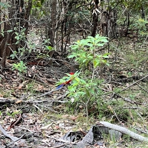 Platycercus elegans at Bangalee, NSW - 9 Mar 2025 01:05 PM