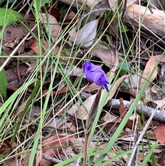 Patersonia sericea (silky purple-flag) at Bangalee, NSW - 9 Mar 2025 by JimL