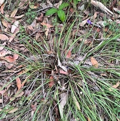 Patersonia sericea at Bangalee, NSW - 9 Mar 2025 02:24 PM
