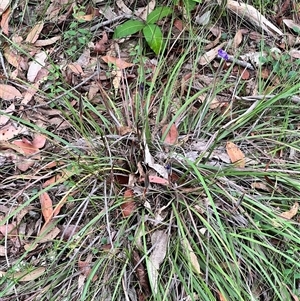 Patersonia sericea at Bangalee, NSW - 9 Mar 2025 02:24 PM