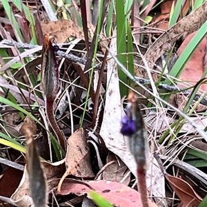 Patersonia sericea at Bangalee, NSW - 9 Mar 2025 02:24 PM