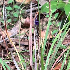 Patersonia sericea at Bangalee, NSW - 9 Mar 2025 02:24 PM
