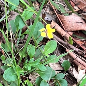 Goodenia hederacea at Bangalee, NSW - Yesterday 02:25 PM