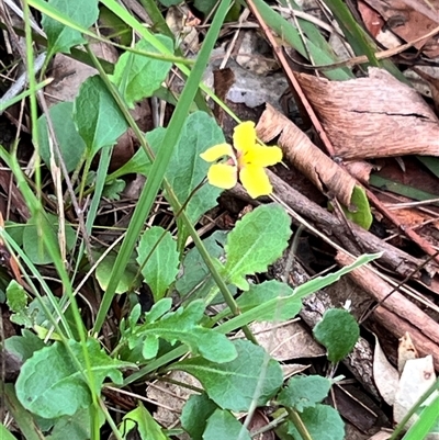 Goodenia hederacea (Ivy Goodenia) at Bangalee, NSW - 9 Mar 2025 by JimL