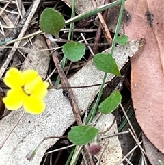 Goodenia hederacea at Bangalee, NSW - Yesterday 02:25 PM