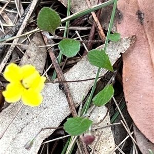 Goodenia hederacea at Bangalee, NSW - Yesterday 02:25 PM