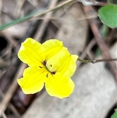 Goodenia hederacea at Bangalee, NSW - 9 Mar 2025 02:25 PM