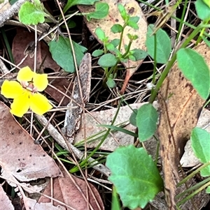 Goodenia hederacea at Bangalee, NSW - Yesterday 02:25 PM