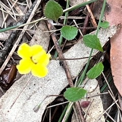 Goodenia hederacea at Bangalee, NSW - Yesterday 02:25 PM