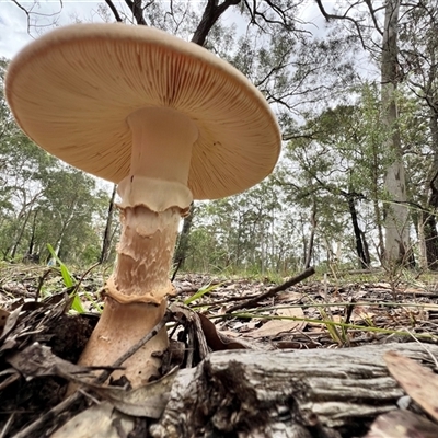 Amanita ochrophylla group at Bangalee, NSW - 9 Mar 2025 by JimL